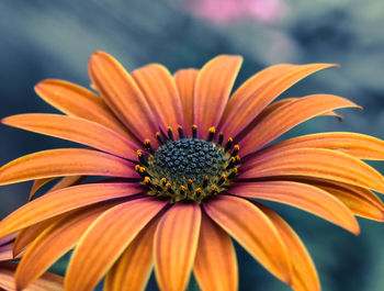 Close-up of orange flower