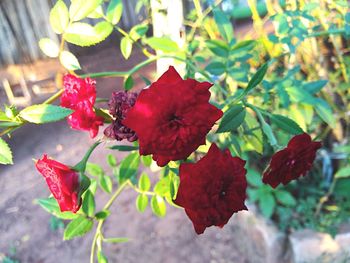 Close-up of red flowers