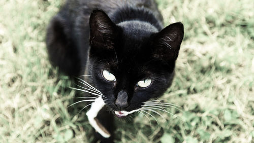 Close-up of black cat