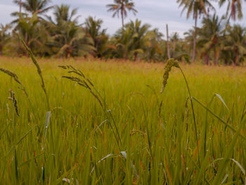 Crops growing on field