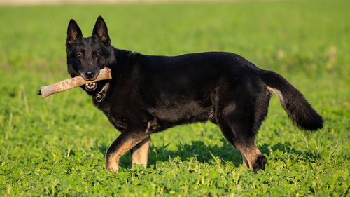 Trained black german shepherd retrieving object in a green field, italy