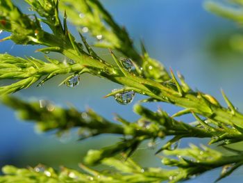 Close-up of leaves