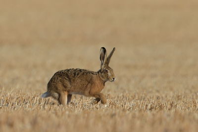 An european hare in a harvested field 