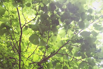 Low angle view of green leaves on sunny day
