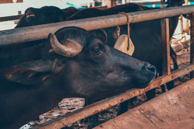 High angle view of cow in pen