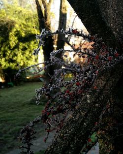 Close-up of plant against trees