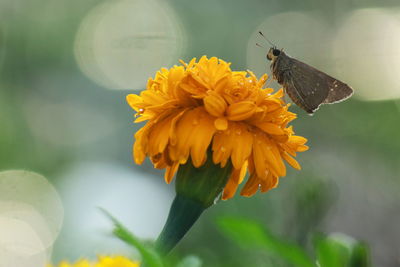 Close-up of butterfly pollinating on yellow flower