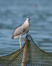 Close-up of seagull perching on a sea