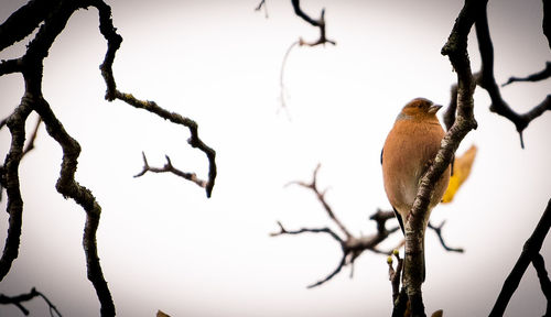 Close-up of bird perching on tree during winter