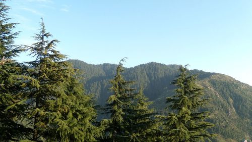 Scenic view of pine trees against sky