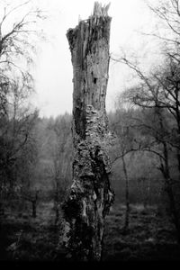 Trees on field in forest