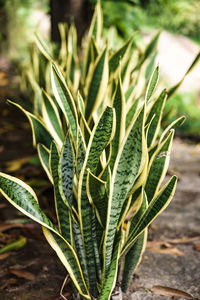 Close-up of plant growing on field