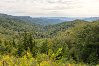 Mountain valley view with ferns and evergreens in the foreground. appalachian mtns. nc.