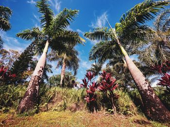 Low angle view of coconut palm trees against sky