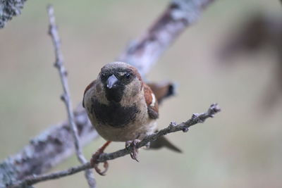 Close-up of bird perching on branch