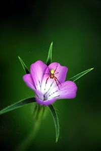 Close-up of insect on flower