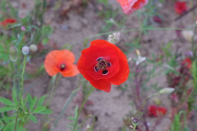 Close-up of red poppy flower