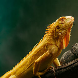 Close-up of iguana