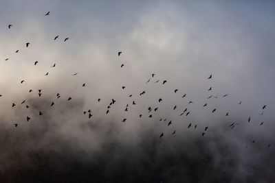 Low angle view of silhouette birds flying against sky