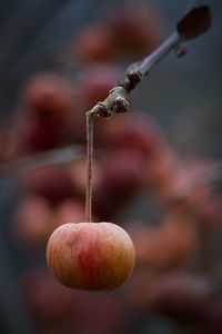 Close-up of fruit on plant