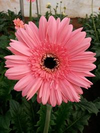 Close-up of pink flower