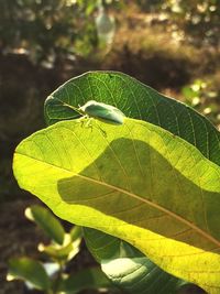 Close-up of green insect on plant