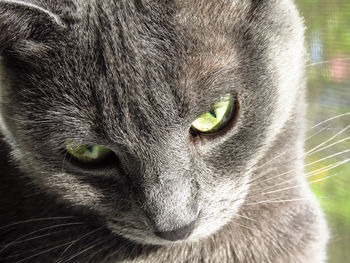 Close-up portrait of a cat