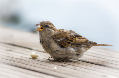 Close-up of bird perching on wood