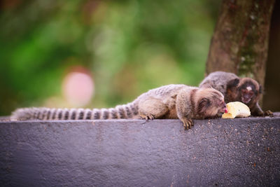 Marmoset eating banana in brazil