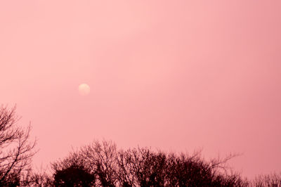 Low angle view of trees against sky at sunset