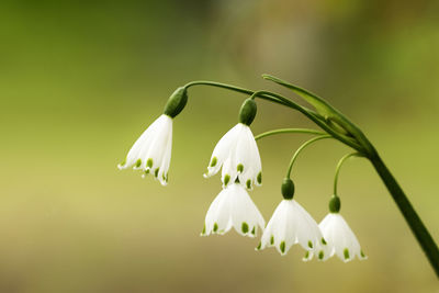 Close-up of white flowering plant