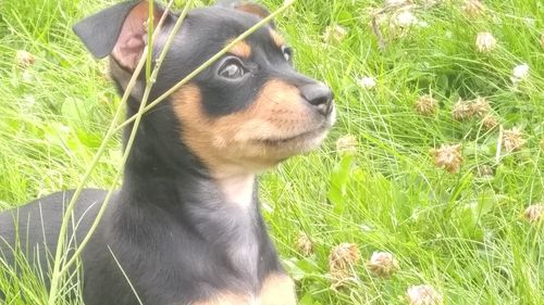 Dog looking away on grassy field