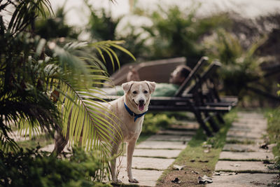 Close-up of dog