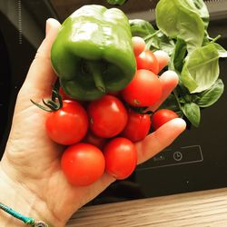 Close-up of hand holding tomatoes