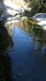Reflection of trees in lake
