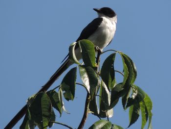 Low angle view of bird perching on tree against sky