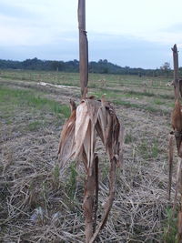 Wooden fence on field against sky