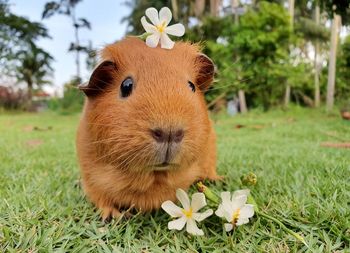 Close-up of a guinea pig on field