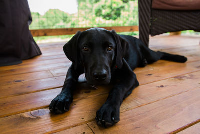Portrait of black dog lying on hardwood floor