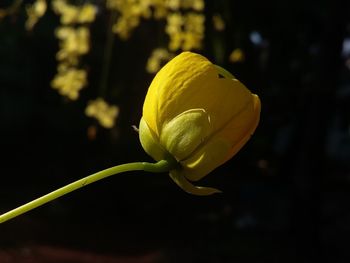 Close-up of yellow leaf on plant