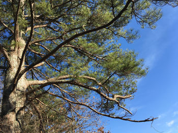 Low angle view of tree against sky