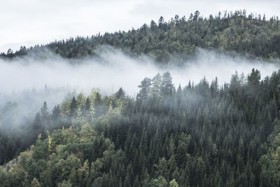 Panoramic view of trees in forest against sky