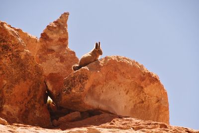 Low angle view of bird on rock against clear sky