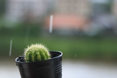 Close-up of cactus plant