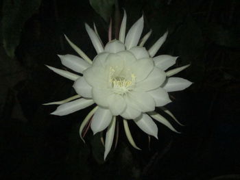 Close-up of flower over black background