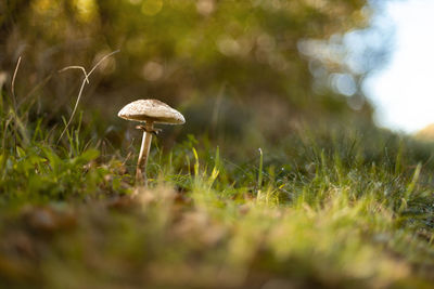 Close-up of mushrooms growing on field