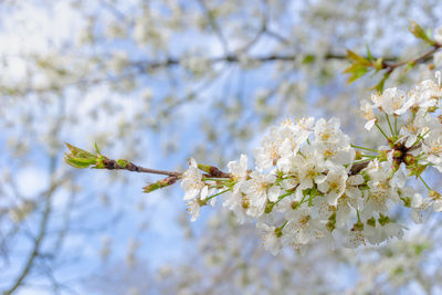 Close-up of cherry blossoms in spring