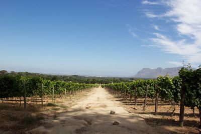 Vineyard in cape town, south africa