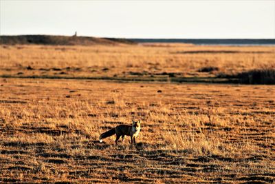 Side view of horse walking on landscape