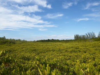 Scenic view of agricultural field against sky